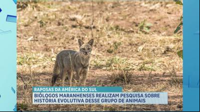 Pesquisadores maranhenses publicam estudo sobre história evolutiva de raposas da América do Sul